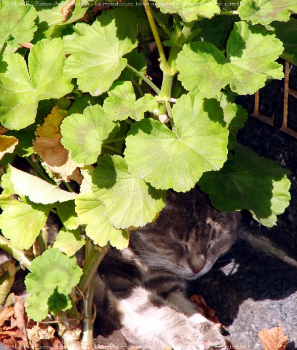 Photo de Chat domestique