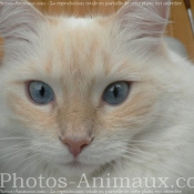 Photo de Ragdoll