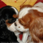 Photo de Cavalier king charles spaniel