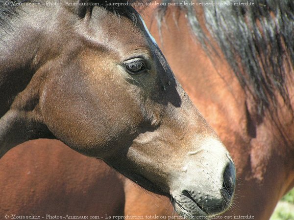 Photo de Quarter horse