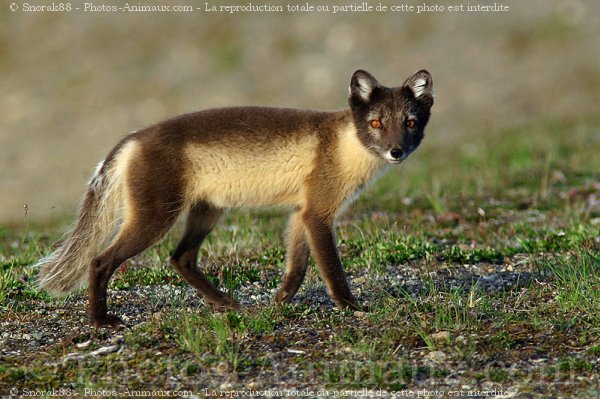 Photo de Renard