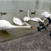 Photo de Cygne