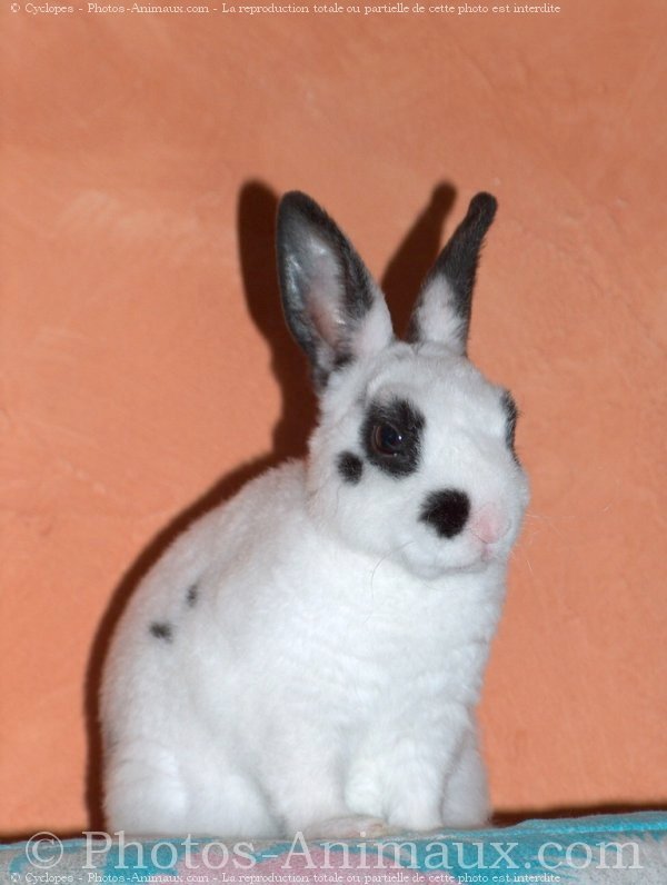 Photo de Lapin