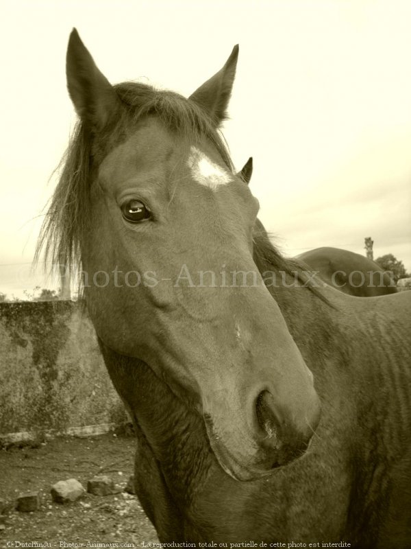 Photo de Poney franais de selle