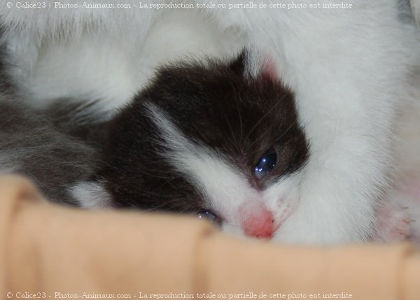 Photo de Chat domestique