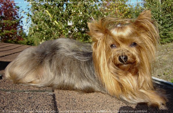 Photo de Yorkshire terrier