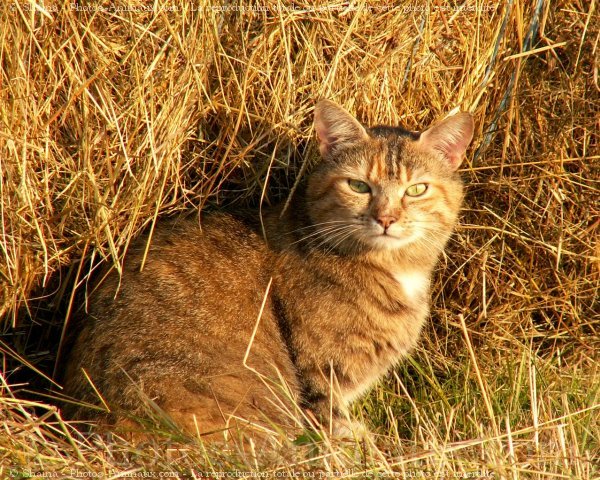 Photo de Chat domestique