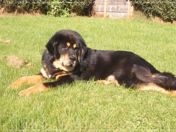 Photo de Dogue du tibet