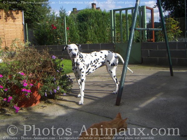 Photo de Dalmatien