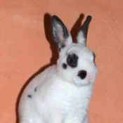 Photo de Lapin