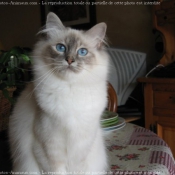 Photo de Sacr de birmanie