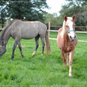 Photo de Races diffrentes