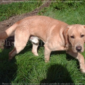 Photo de Labrador retriever