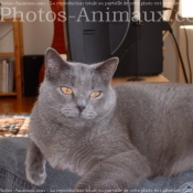 Photo de Chartreux