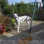 Photo de Dalmatien