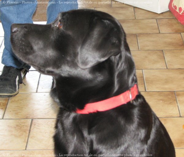 Photo de Labrador retriever