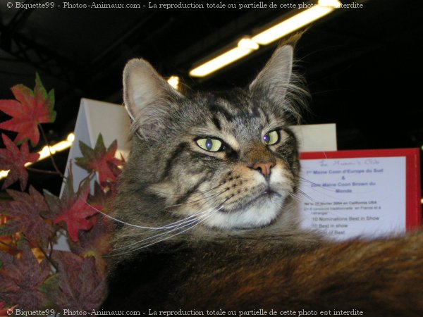 Photo de Maine coon