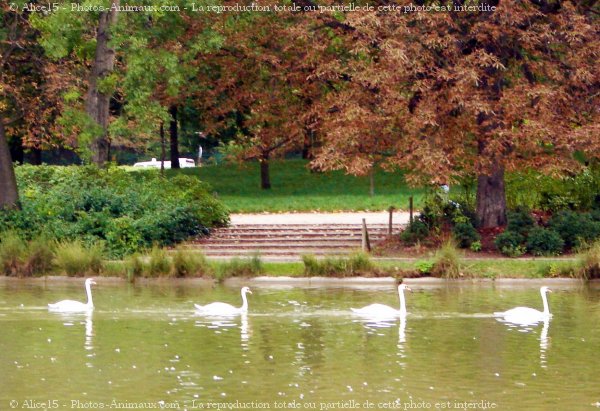 Photo de Cygne