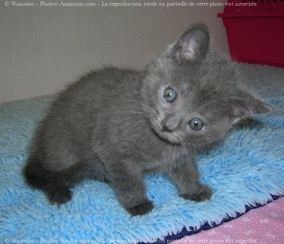 Photo de Chartreux