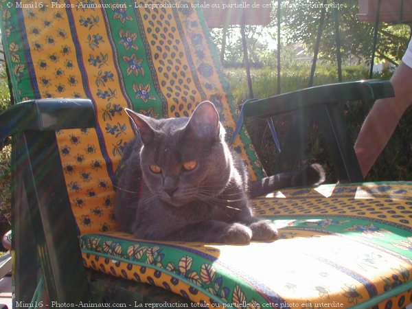 Photo de Chartreux