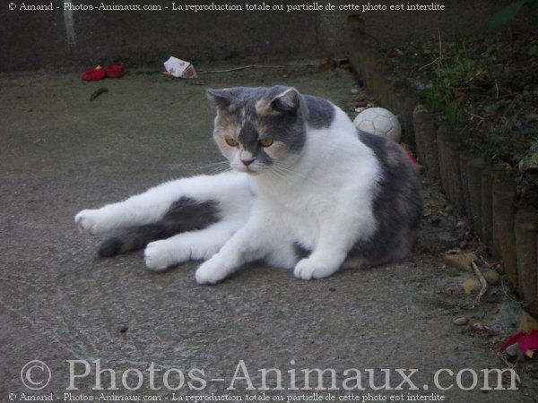 Photo de Scottish fold