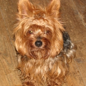 Photo de Yorkshire terrier