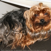 Photo de Yorkshire terrier