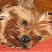 Photo de Yorkshire terrier