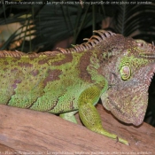 Photo d'Iguane