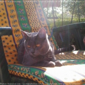 Photo de Chartreux