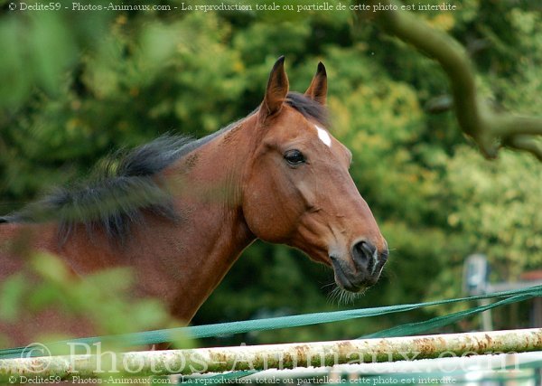 Photo de Trotteur franais