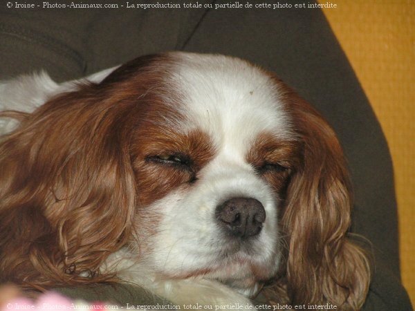 Photo de Cavalier king charles spaniel