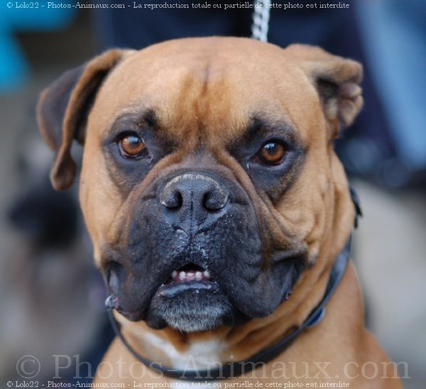 Photo de Boxer