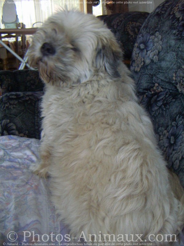 Photo de Lhassa apso