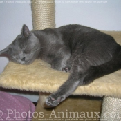 Photo de Chartreux