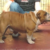 Photo de Bulldog