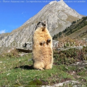 Photo de Marmotte