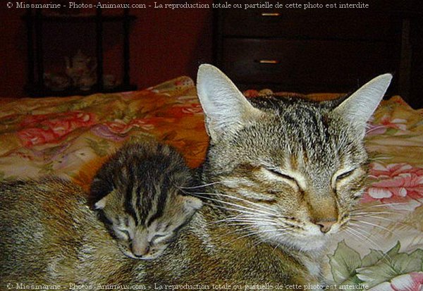 Photo de Chat domestique