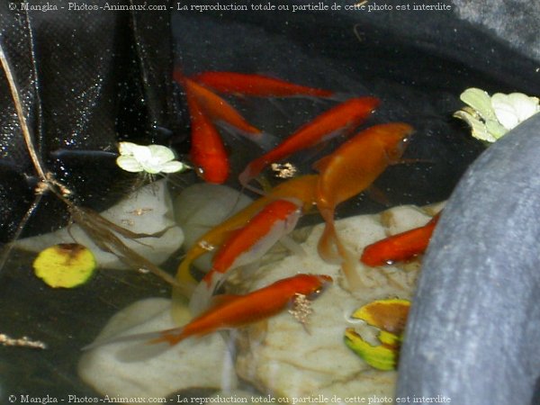 Photo de Poissons rouges