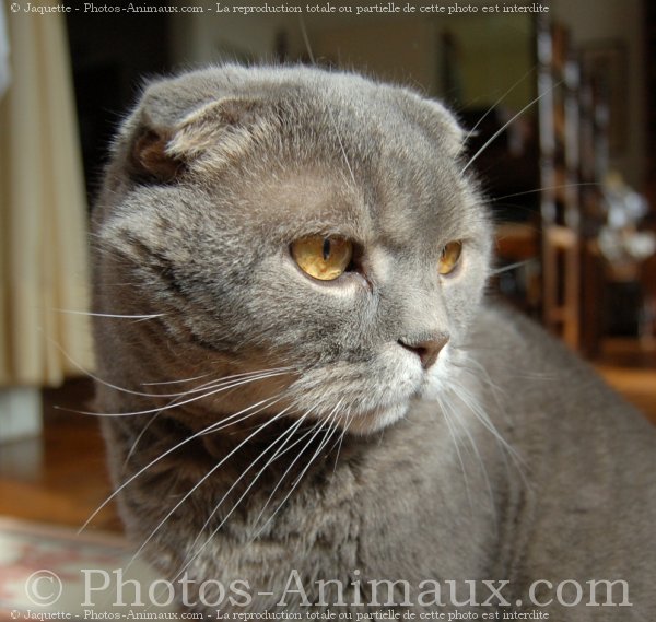 Photo de Scottish fold