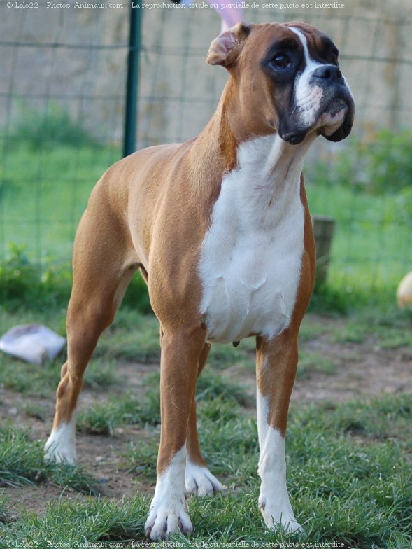 Photo de Boxer