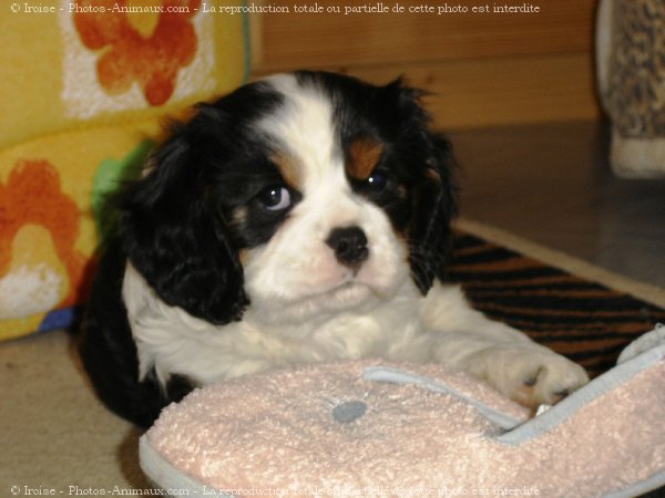 Photo de Cavalier king charles spaniel