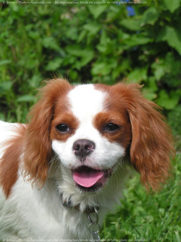 Photo de Cavalier king charles spaniel