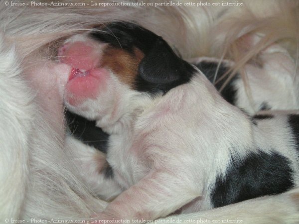 Photo de Cavalier king charles spaniel