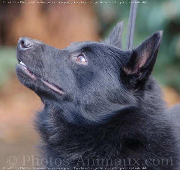 Photo de Schipperke