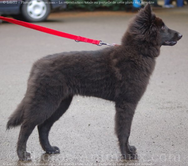 Photo de Berger belge groenendael