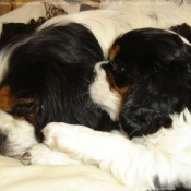 Photo de Cavalier king charles spaniel