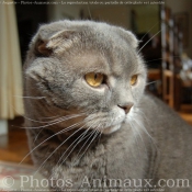 Photo de Scottish fold