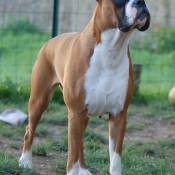 Photo de Boxer