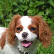 Photo de Cavalier king charles spaniel